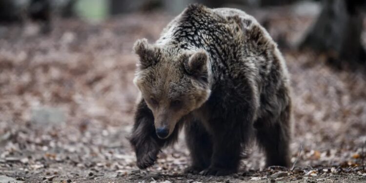 Εμφάνιση αρκούδας στα Άνω Πορόια – Προκάλεσε ζημιές σε μελίσσια