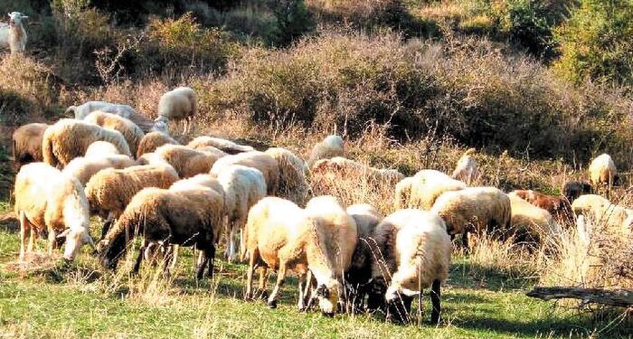 B. Κόκκαλης: «Κυβερνητικό φιάσκο με τις πληρωμές των αυτόχθονων φυλών»