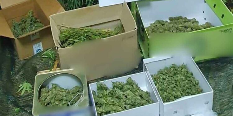 Αγρίνιο: Καλλιεργούσε δενδρύλλια χασίς στο χωράφι του και συνελήφθη