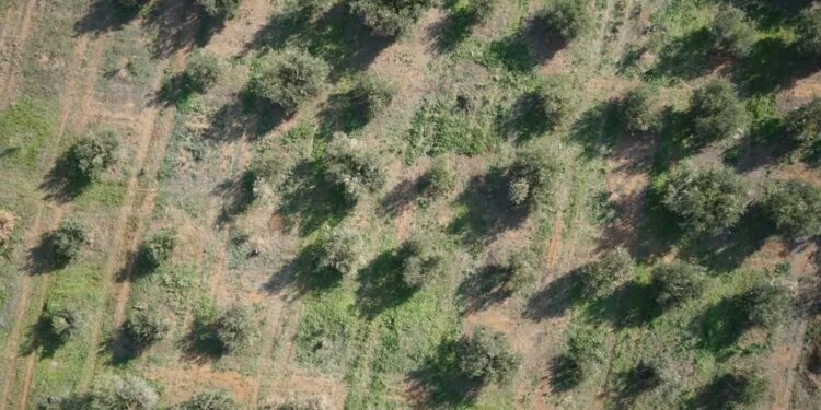 Εφαρμογή με droneς, κάμερες και ΤΝ για την αντιμετώπιση της βερτισιλλίωσης της ελιάς αναπτύσσει η Α.Γ.Σ