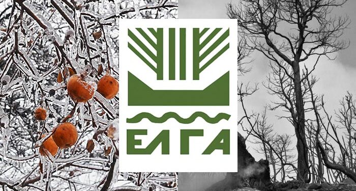 Πάνε πίσω οι αποζημιώσεις των αγροτών για τις ζημιές από τους ανοιξιάτικους παγετούς