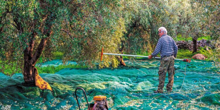 Εκτιμήσεις για μειωμένη παραγωγή, παρά τις ευεργετικές βροχοπτώσεις του φθινοπώρου