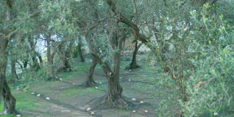 ΟΠΕΚΕΠΕ: Αδικαιολόγητη περιουσία 2,5 εκατ. για τον «Φραπέ» – Επτά ΙΧ και μια Jaguar από το 2021 έως το 2023