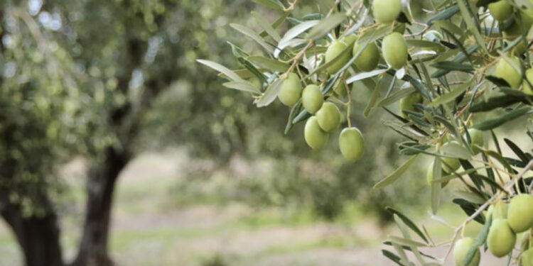 Αγρίνιο: Μπήκαν σε χωράφι για να κλέψουν ελιές και συνελήφθησαν