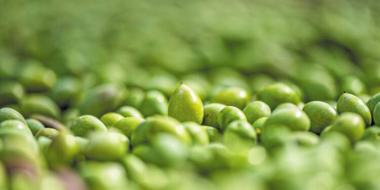 Ακαδημία ελιάς Terra Creta: Ένα ελληνικό πρότυπο ελαιοπαραγωγής, που αποτελεί έμπνευση παγκόσμιου επιπέδου