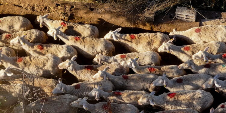 Μαγνησία: 5 ύποπτα κρούσματα ευλογιάς σε κτηνοτροφικές μονάδες το τελευταίο 48ωρο