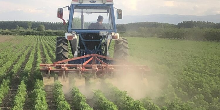 Η κινόα στα Γιαννιτσά: Ελπίδα για μια νέα δυναμική καλλιέργεια