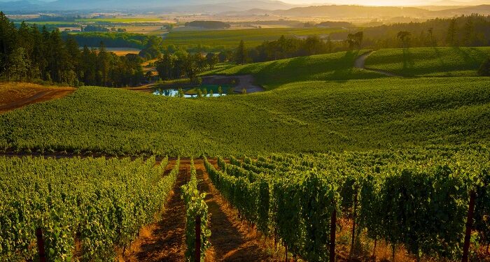 Πέφτει σε ιστορικό χαμηλό επίπεδο η παραγωγή οίνου στη Γαλλία
