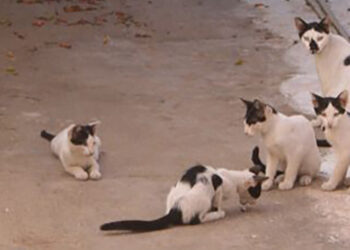 Αγρίνιο: Πυροβολούσε γάτες από το μπαλκόνι με αεροβόλο και προκάλεσε ζημιές σε αυτοκίνητο