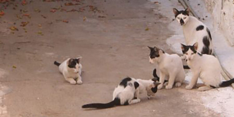 Αγρίνιο: Πυροβολούσε γάτες από το μπαλκόνι με αεροβόλο και προκάλεσε ζημιές σε αυτοκίνητο