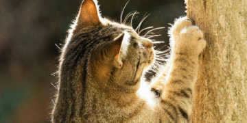 Γιατί το ονυχοδρόμιο είναι ωφέλιμο για τις γάτες;