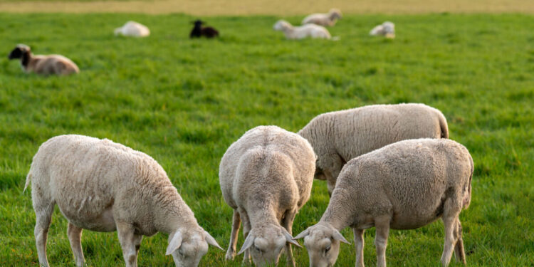 Ευλογιά αιγοπροβάτων: Ρεκόρ θανατώσεων το Σεπτέμβριο, έχουν φτάσει τις 327.868 – Όλα τα νέα μέτρα