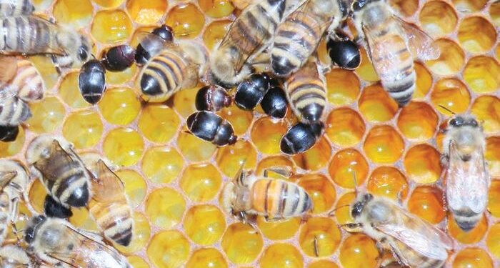 Οι μελισσοκόμοι της Ηπείρου εκτός ενίσχυσης από το Μέτρο 23