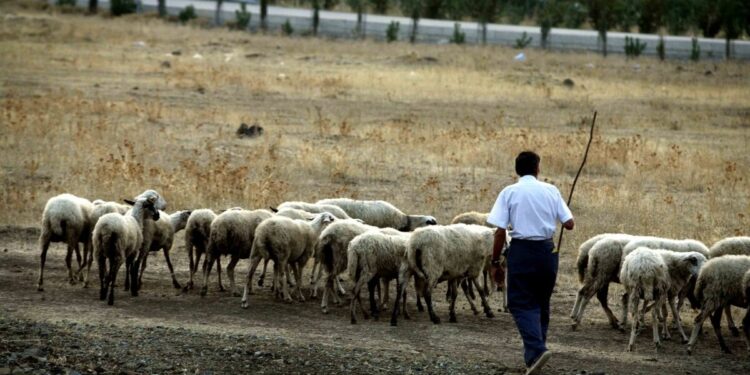 Βόλος: Κτηνοτρόφος απείλησε πως θα αυτοκτονήσει επειδή έσφαξαν το κοπάδι του λόγω ευλογιάς – Χάθηκαν τα ίχνη του