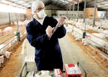 Επικίνδυνα τα εμβόλια κατά της ευλογιάς που μπαίνουν παράνομα στη χώρα, λένε οι ειδικοί