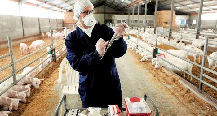 Επικίνδυνα τα εμβόλια κατά της ευλογιάς που μπαίνουν παράνομα στη χώρα, λένε οι ειδικοί