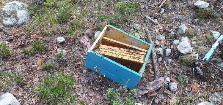 Σέρρες: Αρκούδα καταστρέφει μελίσσια (βίντεο)