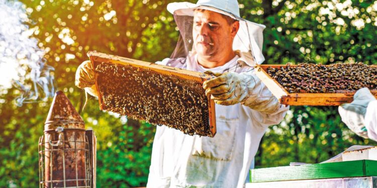 Στις 16/10 περιμένουν οι μελισσοκόμοι την ενίσχυση από τις δράσεις της Παρέμβασης Π2-55.3