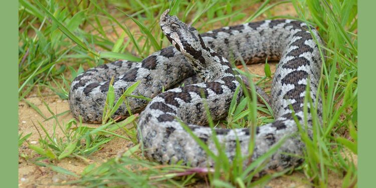Οχιά δάγκωσε ποδοσφαιριστή στη Λαμία κατά τη διάρκεια της προπόνησης (video)