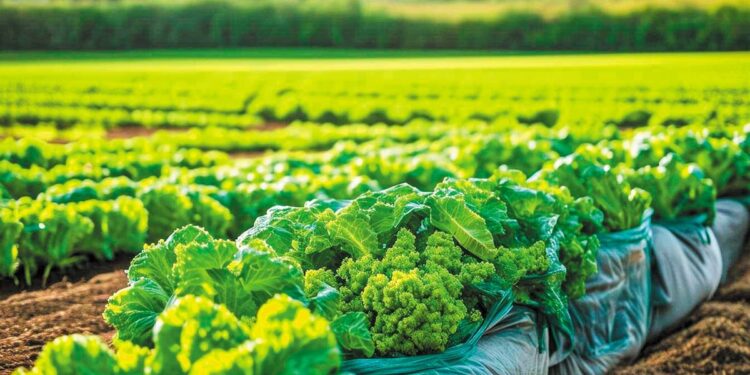 Η ΚΑΠ και η βιολογική γεωργία: Ευρήματα από την έκθεση της ΕΕ