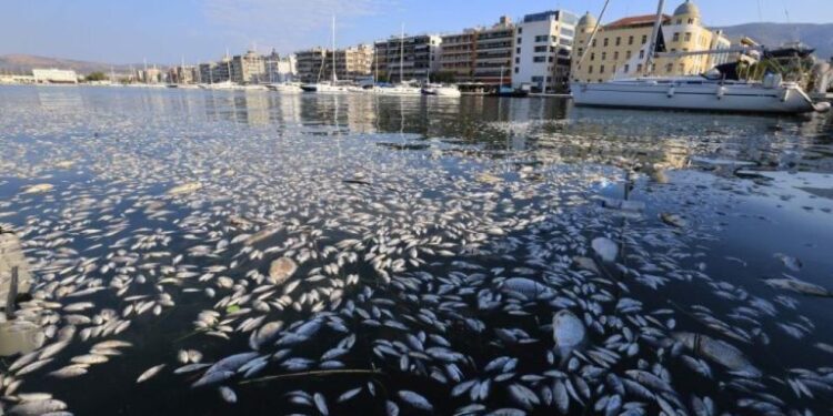 Πρόταση Τριαντόπουλου για ακατάσχετο ενισχύσεων σε επιχειρήσεις που επλήγησαν στον Παγασητικό το 2024