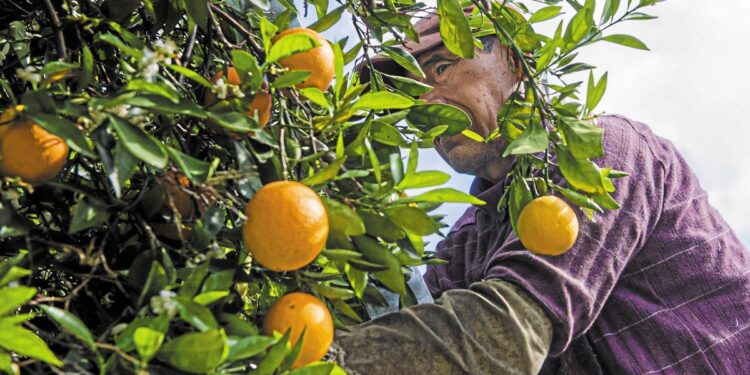 Χαμηλό 16ετίας για την παραγωγή εσπεριδοειδών στην Ισπανία