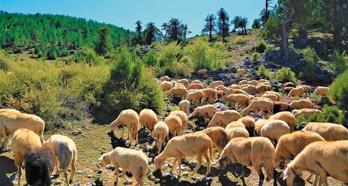 Παράταση των προληπτικών μέτρων για την ευλογιά αποφάσισε η Περιφέρεια Κρήτης
