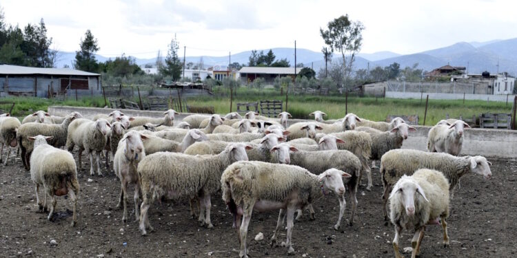 Θεσσαλία: Επείγουσα προκαταρκτική εξέταση για την ευλογιά ζητά η Εισαγγελία Εφετών Λάρισας
