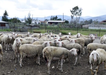 Ευλογιά αιγοπροβάτων: Έρχονται αποζημιώσεις express για θανατώσεις και ζωοτροφές – Εξετάζονται προκαταβολές