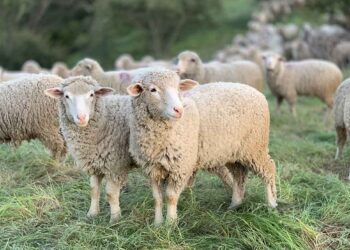 Αφανίζεται η κτηνοτροφία σε Γαλατά και Ευηνοχώρι – Σχεδόν 2.000 ζώα θανατώθηκαν