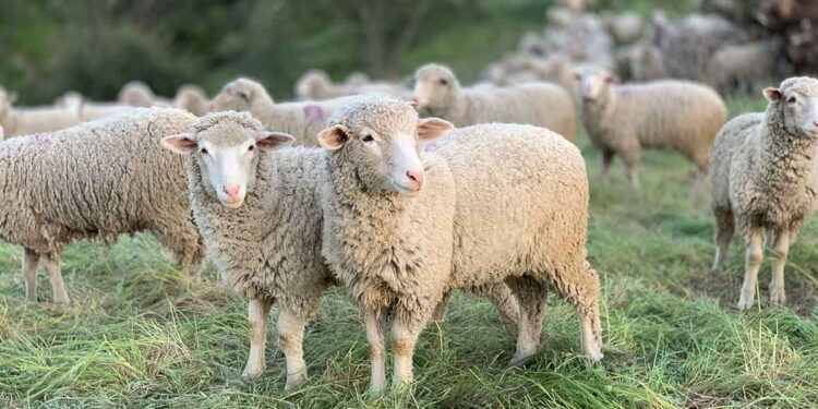 Αφανίζεται η κτηνοτροφία σε Γαλατά και Ευηνοχώρι – Σχεδόν 2.000 ζώα θανατώθηκαν