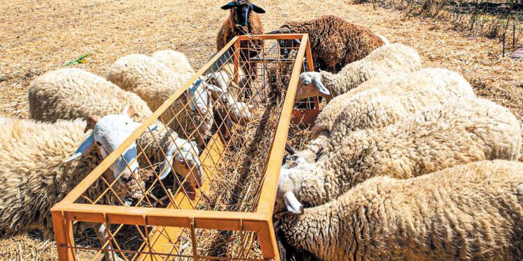 Συνεχίζεται ο εφιάλτης της ευλογιάς στην περιφέρεια