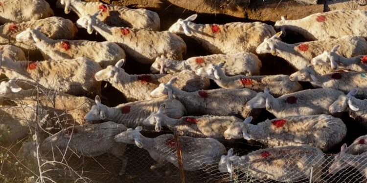 Σέρρες: Περισσότερα από 20 χιλιάδες ζώα θα θανατωθούν