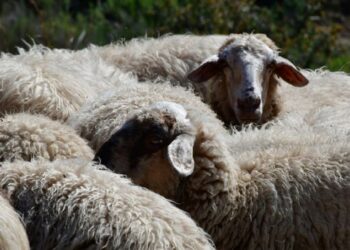 Αστυνομικοί της Ναυπάκτου εντόπισαν παράνομη μεταφορά ζώων – Σοβαρός κίνδυνος διασποράς της ευλογιάς αιγοπροβάτων