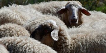 Αστυνομικοί της Ναυπάκτου εντόπισαν παράνομη μεταφορά ζώων – Σοβαρός κίνδυνος διασποράς της ευλογιάς αιγοπροβάτων