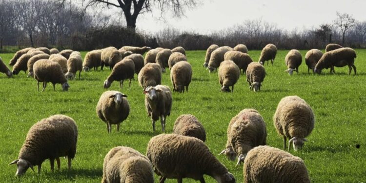 Ευλογιά αιγοπροβάτων: «Ανοιχτό το ενδεχόμενο του lockdown – Θα συζητηθεί σε σύσκεψη τη Δευτέρα» λέει ο Κέλλας