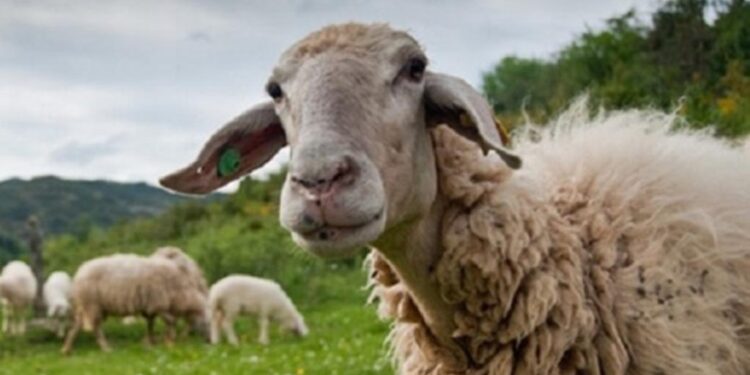 Αμφιλοχία: Ανεπιτήρητα ζώα στην ανατολική πλευρά της πόλης – Σύσταση από τον Δήμο Αμφιλοχίας