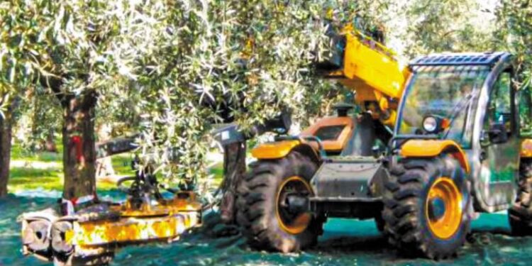 Από το ραβδί στο ρομπότ: Η νέα εποχή στη συγκομιδή της ελιάς