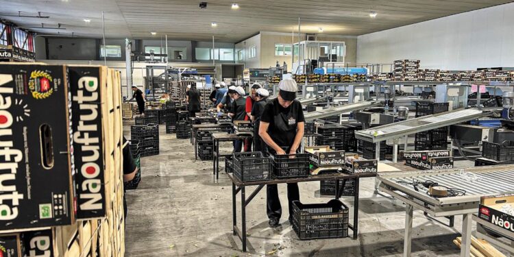 ACN: Από τη Μακεδονία στις παγκόσμιες αγορές, με αιχμή του δόρατος το επιτραπέζιο ροδάκινο