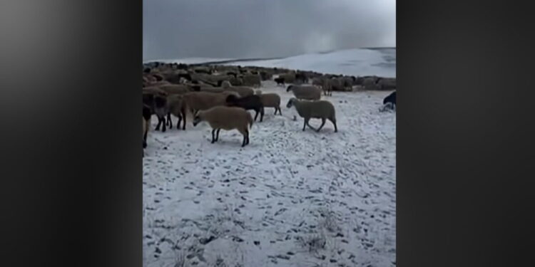 Σαμαρίνα: Έπεσε το πρώτο χιόνι, εγκλωβισμένοι στα θερινά βοσκοτόπια οι κτηνοτρόφοι λόγω ευλογιάς
