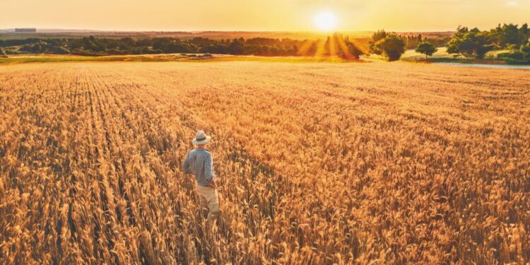 Αναθεωρεί προς τα πάνω την παγκόσμια παραγωγή σίτου και κριθαριού το IGC