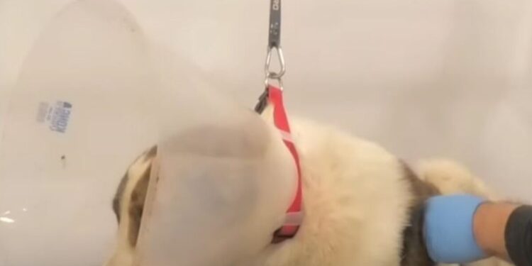 Ναυπακτία: Πυροβόλησαν αδέσποτο σκύλο – Αναστάτωση από φόλες και κακοποιήσεις ζώων στην περιοχή