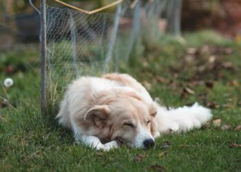 Βόνιτσα: Κρατούσε δεμένο σκύλο έξω από το σπίτι του και δέχθηκε πρόστιμο 1.300 ευρώ