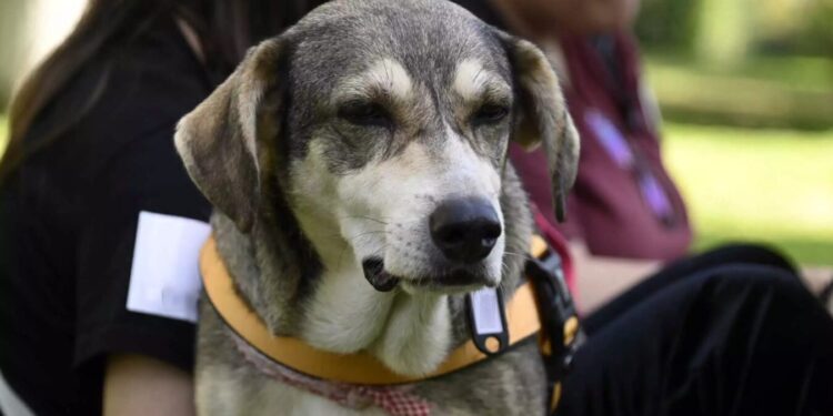 Μεσολόγγι: Συνελήφθη γυναίκα για κακομεταχείριση πέντε σκύλων