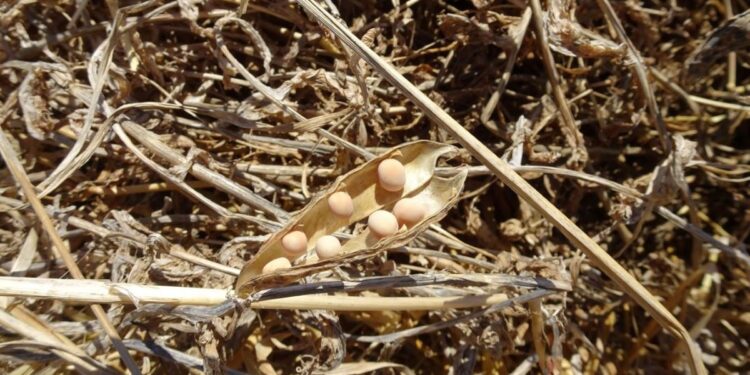 Το Γεωπονικό Πανεπιστήμιο Αθηνών αναδεικνύει τον «Κύκλο της φάβας στη νησιωτική Ελλάδα» ως στοιχείο Άυλης Πολιτιστικής Κληρονομιάς