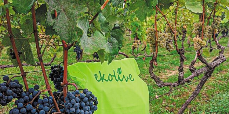 Ekolive: Καινοτομία που αναζωογονεί τα υποβαθμισμένα εδάφη με προβιοτικά βακτήρια