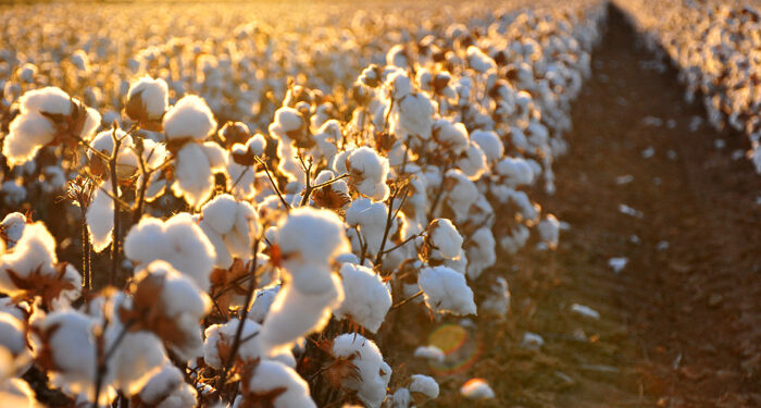 Επείγουσα στήριξη των βαμβακοπαραγωγών της Ροδόπης ζητά η ανεξάρτητη βουλευτής, Γιώτα Πούλου