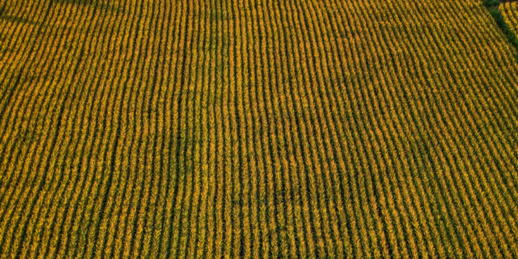 ΟΠΕΚΕΠΕ: Dj, σερβιτόρος και οικοδόμος δήλωναν αγρότες – Οι δύο αρχηγοί του κυκλώματος με τις παράνομες επιδοτήσεις