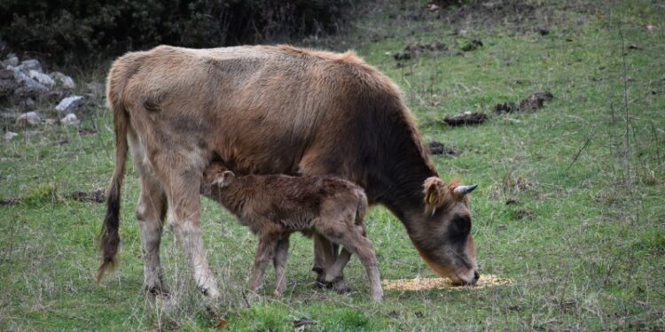 Έγκριση πίστωσης 15,75 εκατ. ευρώ για την προστασία των αυτόχθονων φυλών