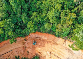 Έκθεση FAO: Η παγκόσμια αποψίλωση επιβραδύνεται, αλλά τα δάση παραμένουν υπό πίεση
